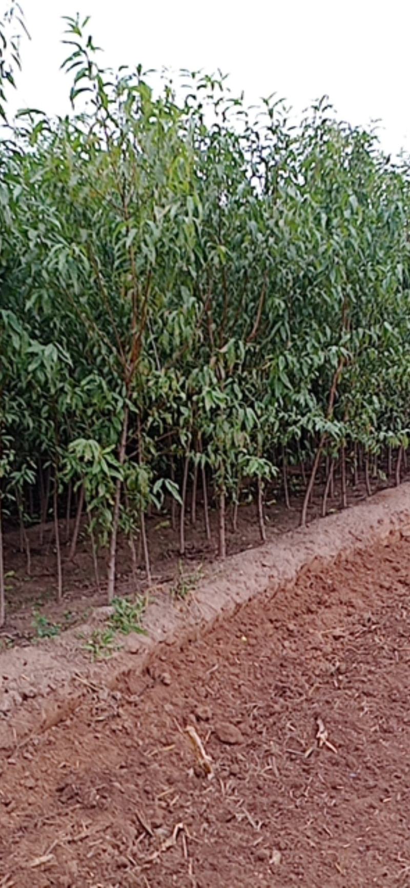 大量出售占地桃树苗，规格0.6-3公分供客户选择。