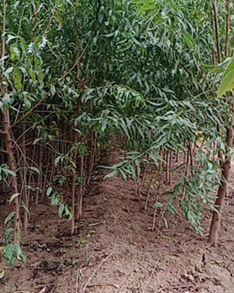 大量出售占地桃树苗，规格0.6-3公分供客户选择。