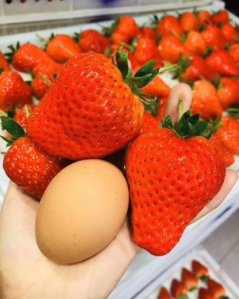 丹东东港牛奶草莓精品大果单果30克以上一件代发顺丰包邮