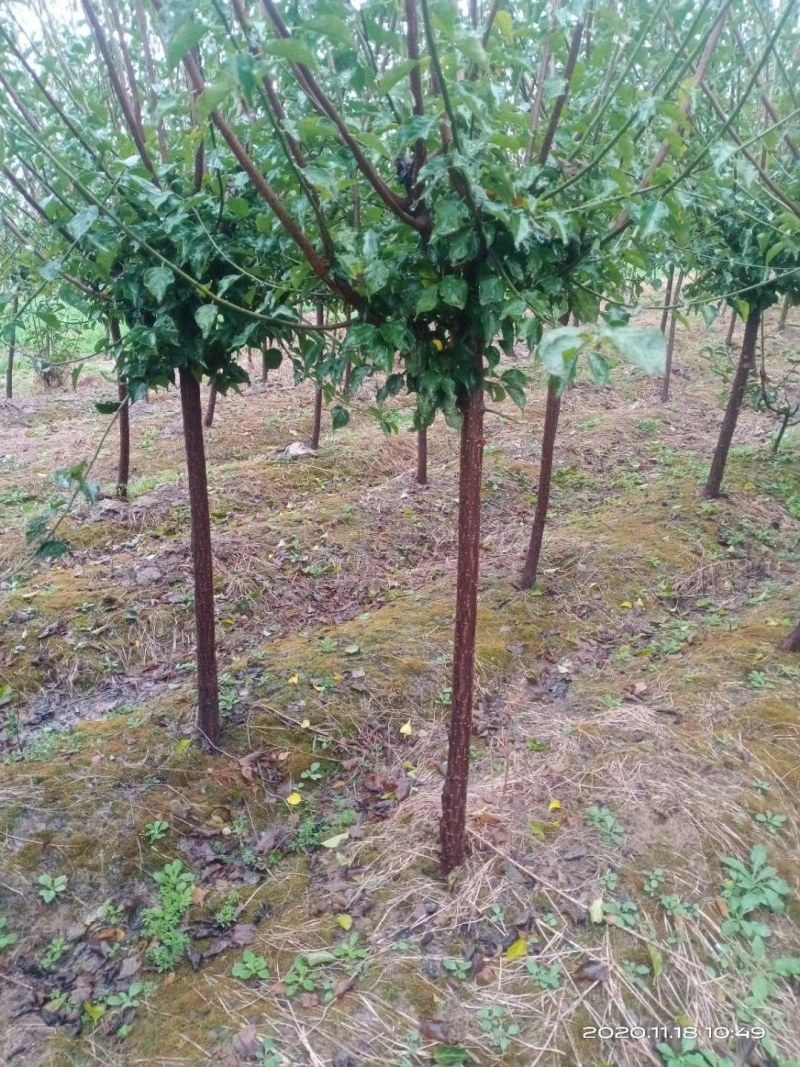 本基地常年供应红梅，骨里红