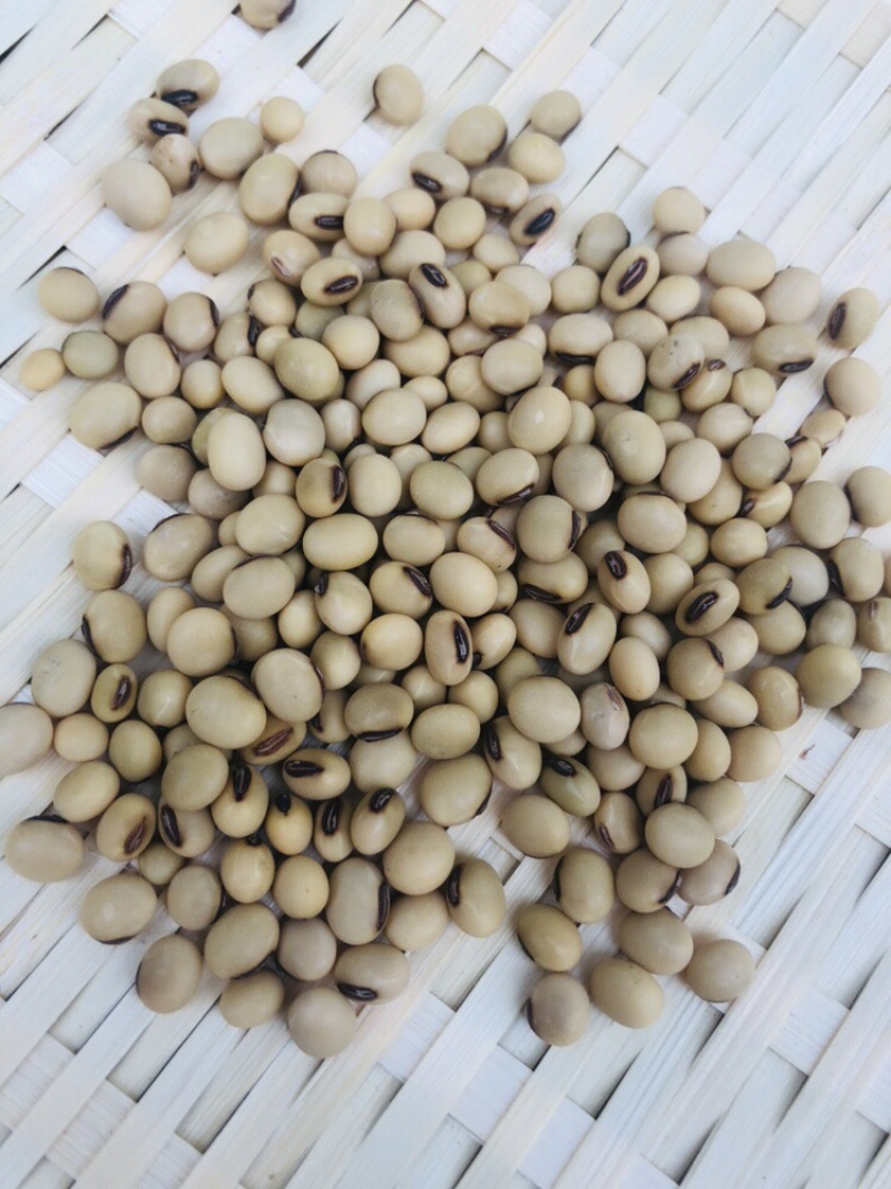 黄豆批发量大从优/产地直发/一手货源/诚信经营