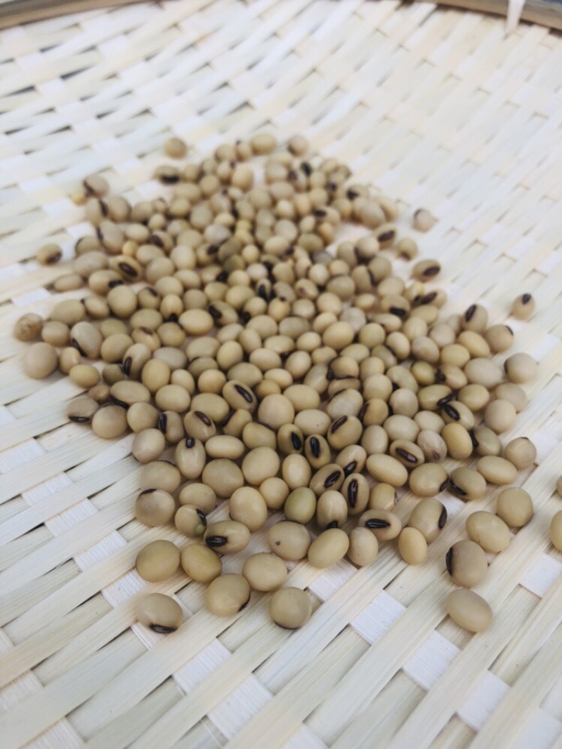黄豆批发量大从优/产地直发/一手货源/诚信经营
