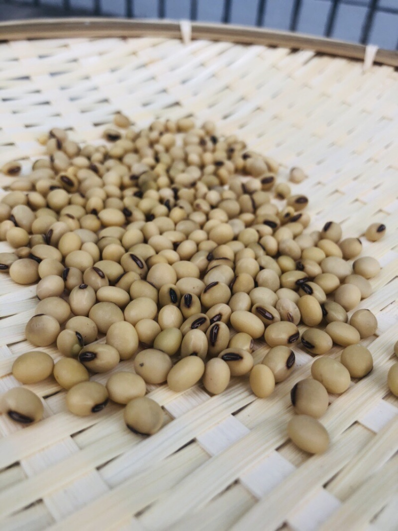 黄豆批发量大从优/产地直发/一手货源/诚信经营