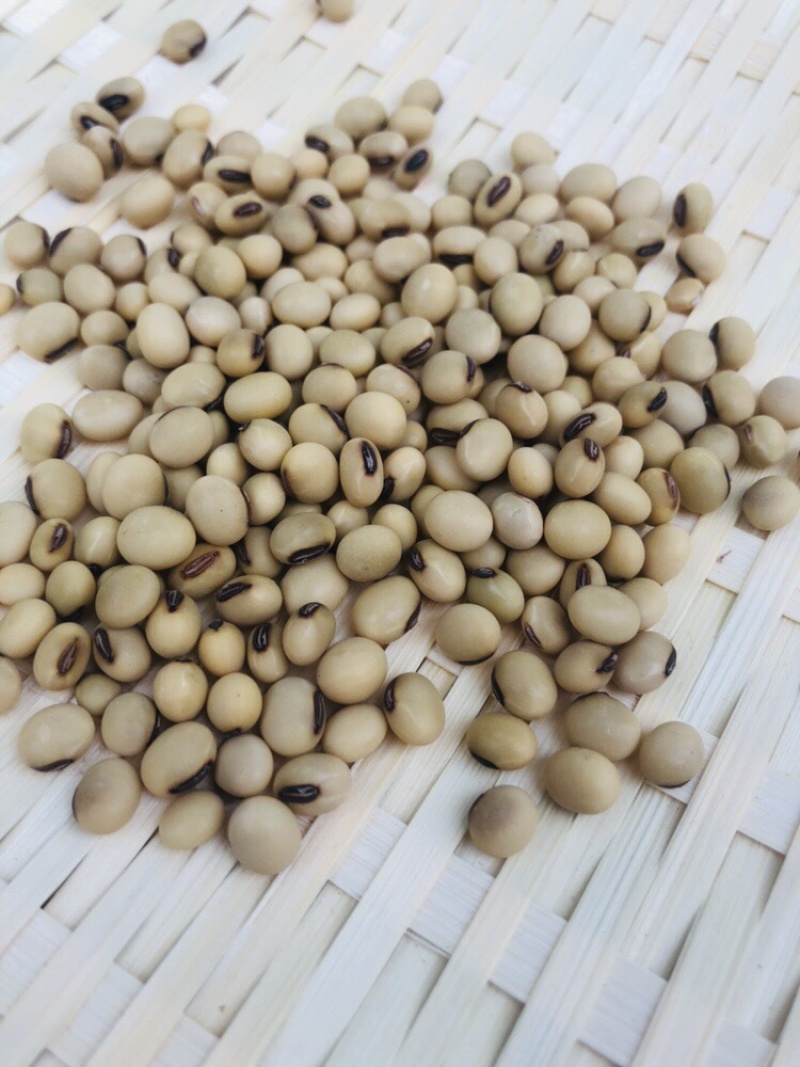 黄豆批发量大从优/产地直发/一手货源/诚信经营