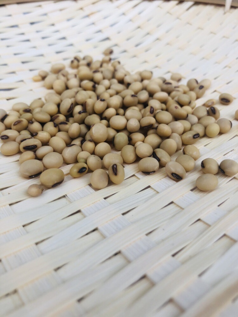 黄豆批发量大从优/产地直发/一手货源/诚信经营