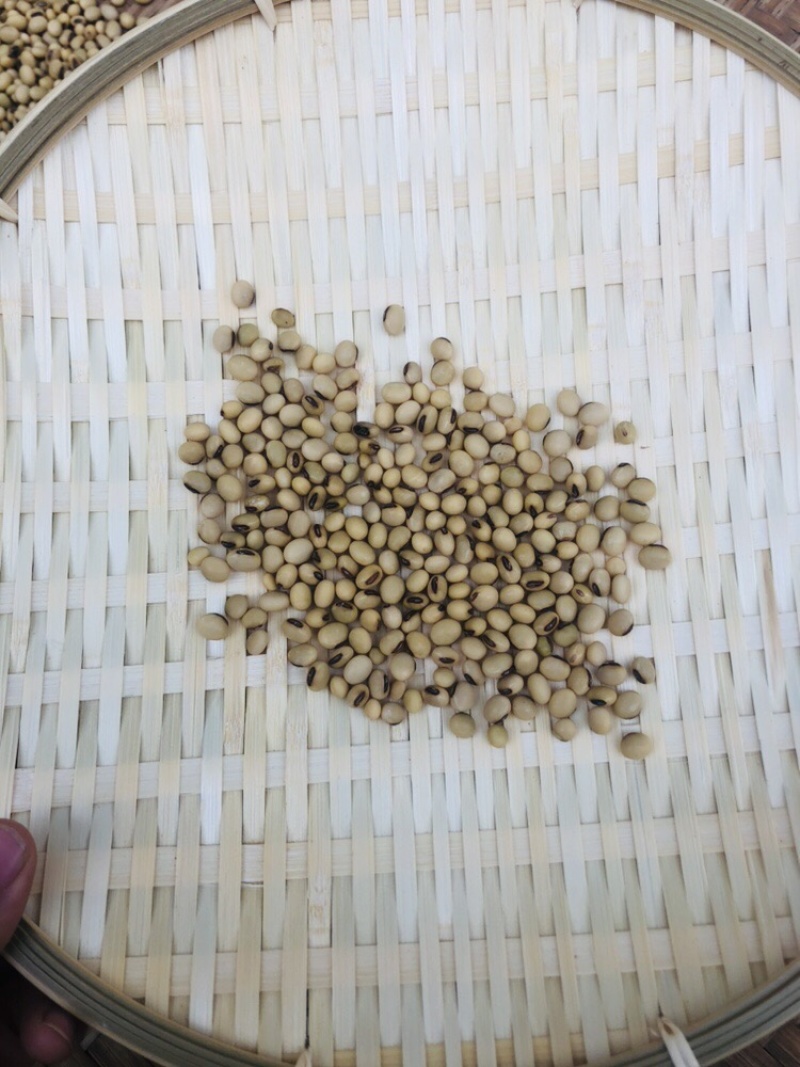 黄豆批发量大从优/产地直发/一手货源/诚信经营