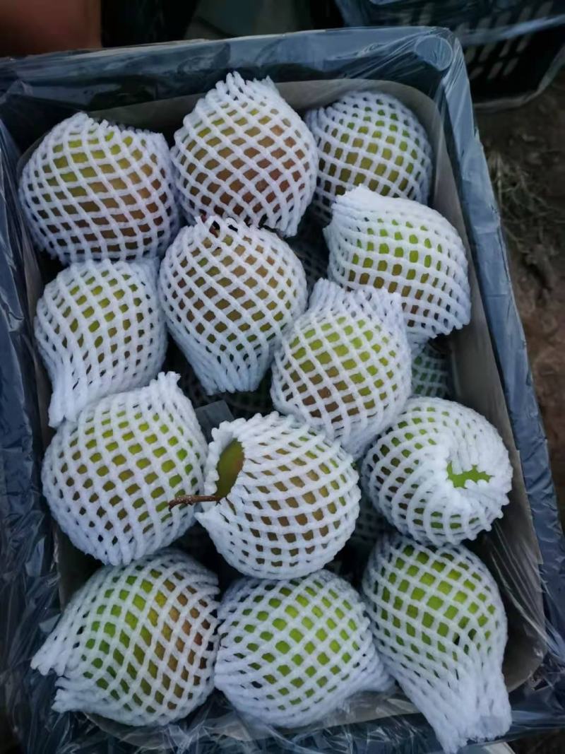 万荣玉露香梨。，量大从优，可供超市。价格合理，需要联系