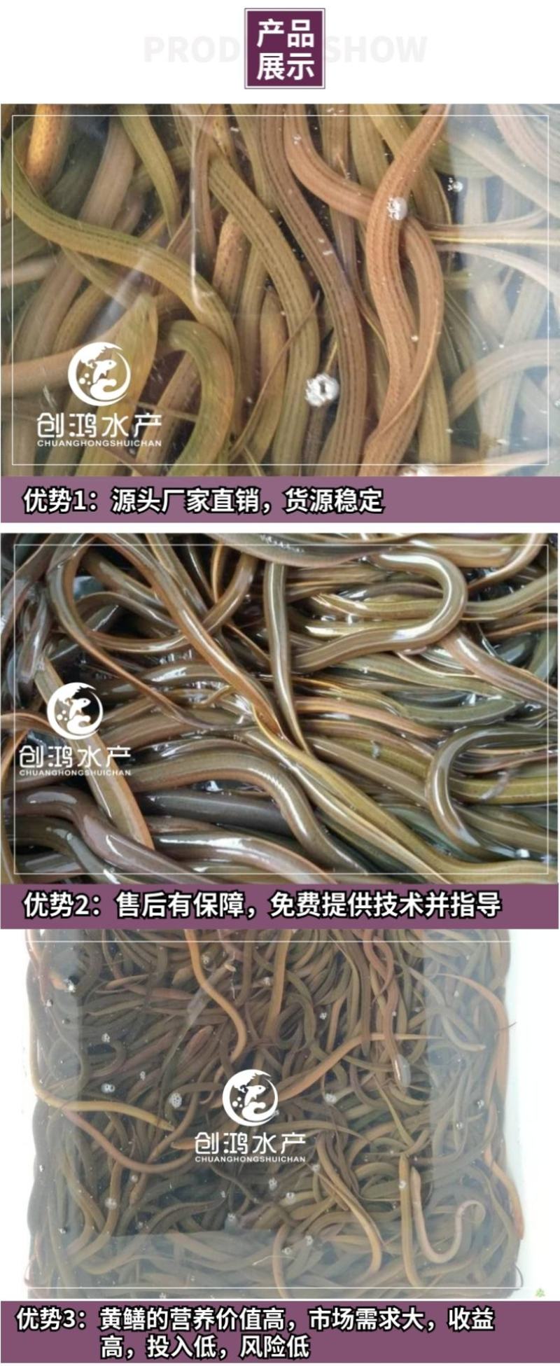 【养殖包销稻田养殖】优质黄鳝苗花鳝苗黄鳝鱼苗