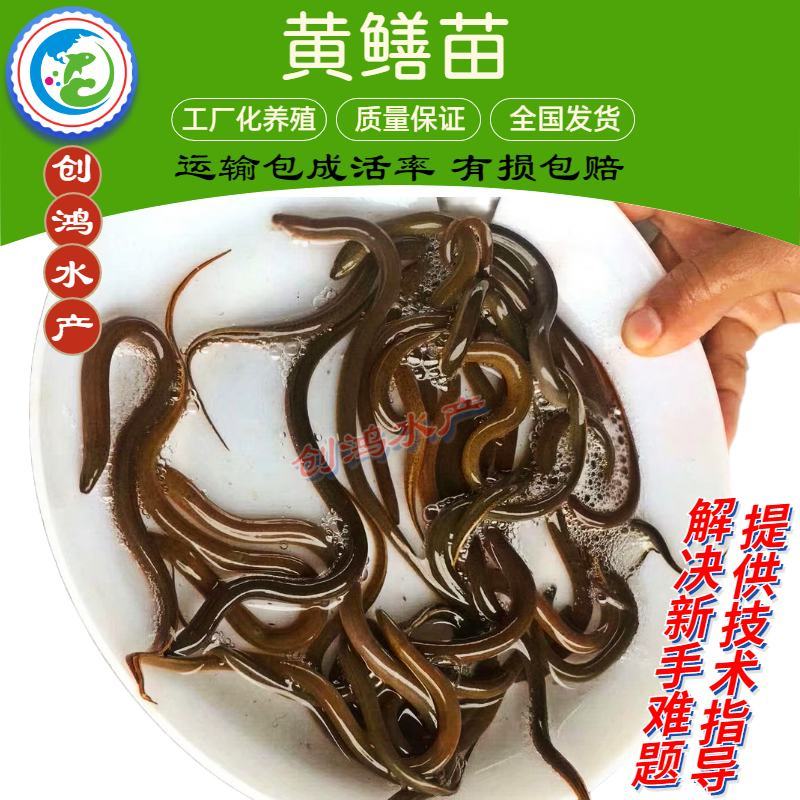 【产地直销】黄鳝苗黄鳝鱼苗花苗鳝淡水养殖优质高产