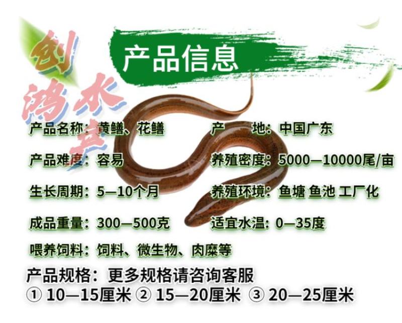 【养殖包销稻田养殖】优质黄鳝苗花鳝苗黄鳝鱼苗