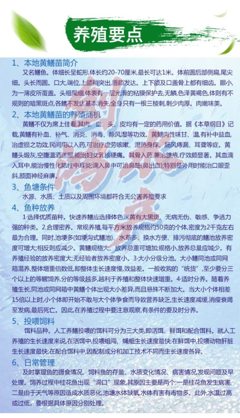【养殖包销稻田养殖】优质黄鳝苗花鳝苗黄鳝鱼苗