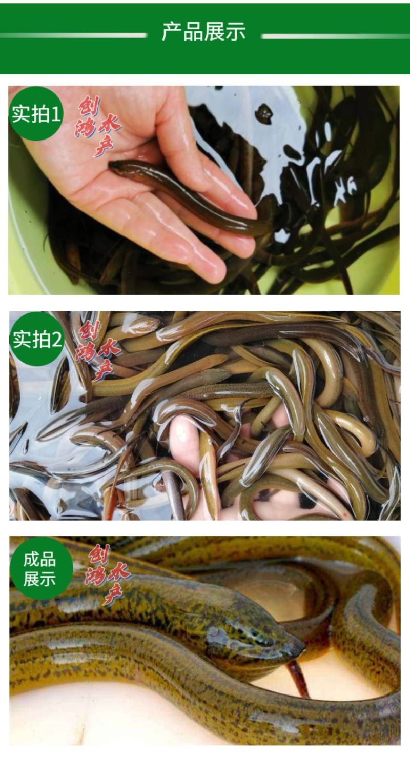 【养殖包销稻田养殖】优质黄鳝苗花鳝苗黄鳝鱼苗