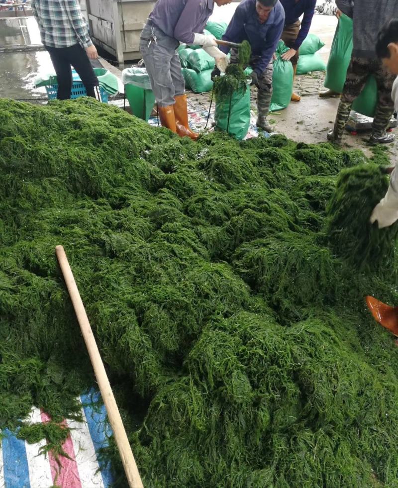 天然新鲜海藻盐渍龙须菜凉拌火锅菜鹿角菜头发菜海发菜海藻