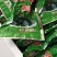 天然新鲜海藻盐渍龙须菜凉拌火锅菜鹿角菜头发菜海发菜海藻