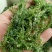 天然新鲜海藻盐渍龙须菜凉拌火锅菜鹿角菜头发菜海发菜海藻