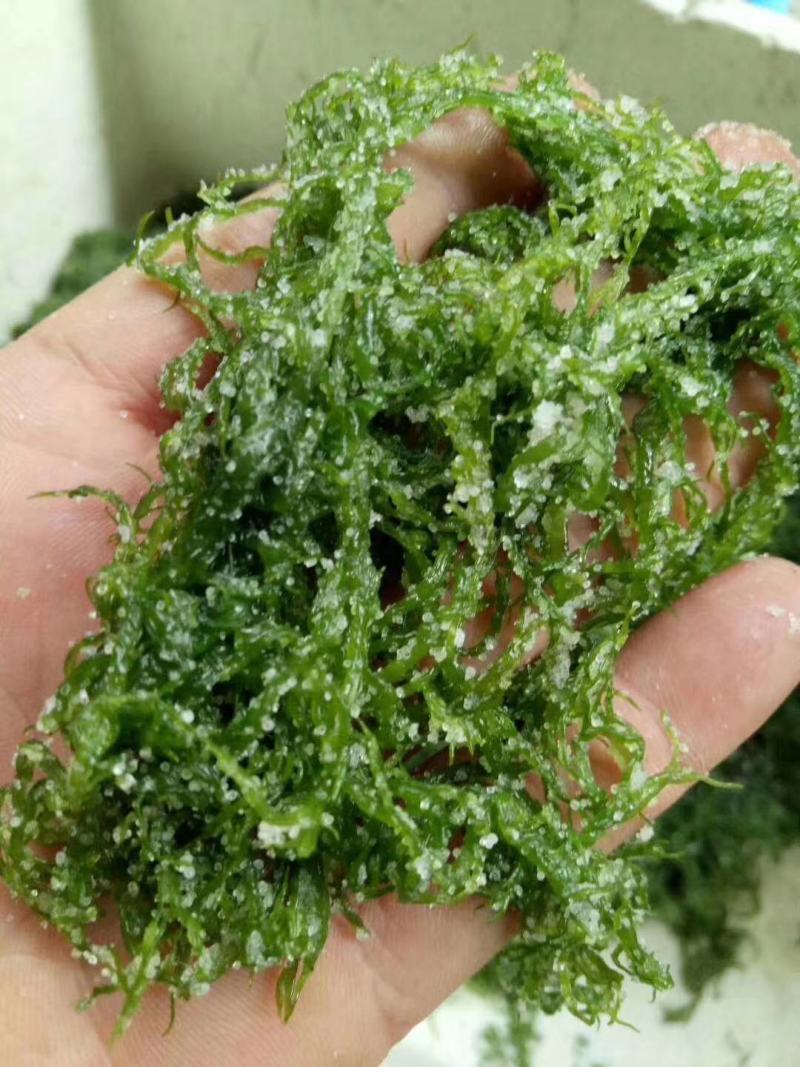 天然新鲜海藻盐渍龙须菜凉拌火锅菜鹿角菜头发菜海发菜海藻