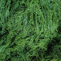 天然新鲜海藻盐渍龙须菜凉拌火锅菜鹿角菜头发菜海发菜海藻