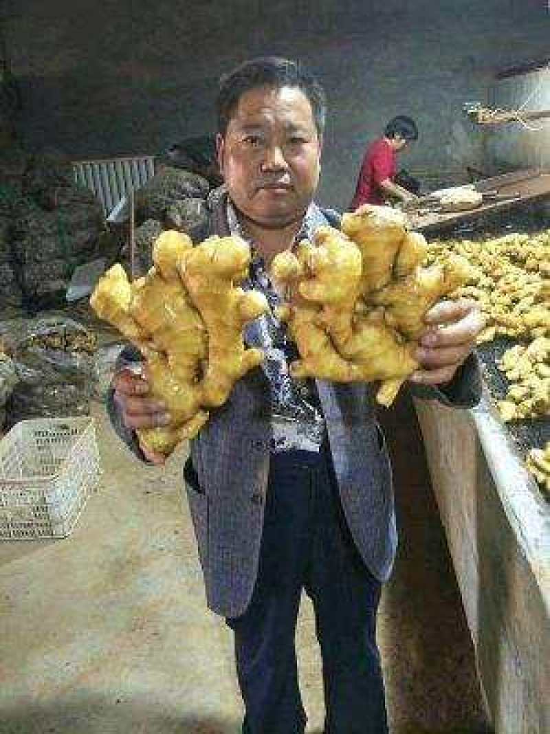 安徽【优质生姜】产地一手货源【保质保量】坏烂包赔