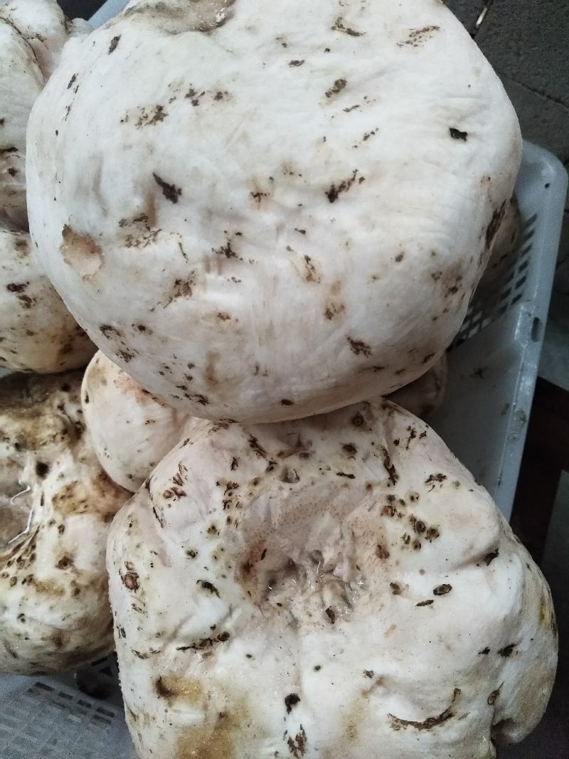 正宗手工柴火土魔芋豆腐，颜色纯正，味道鲜美，