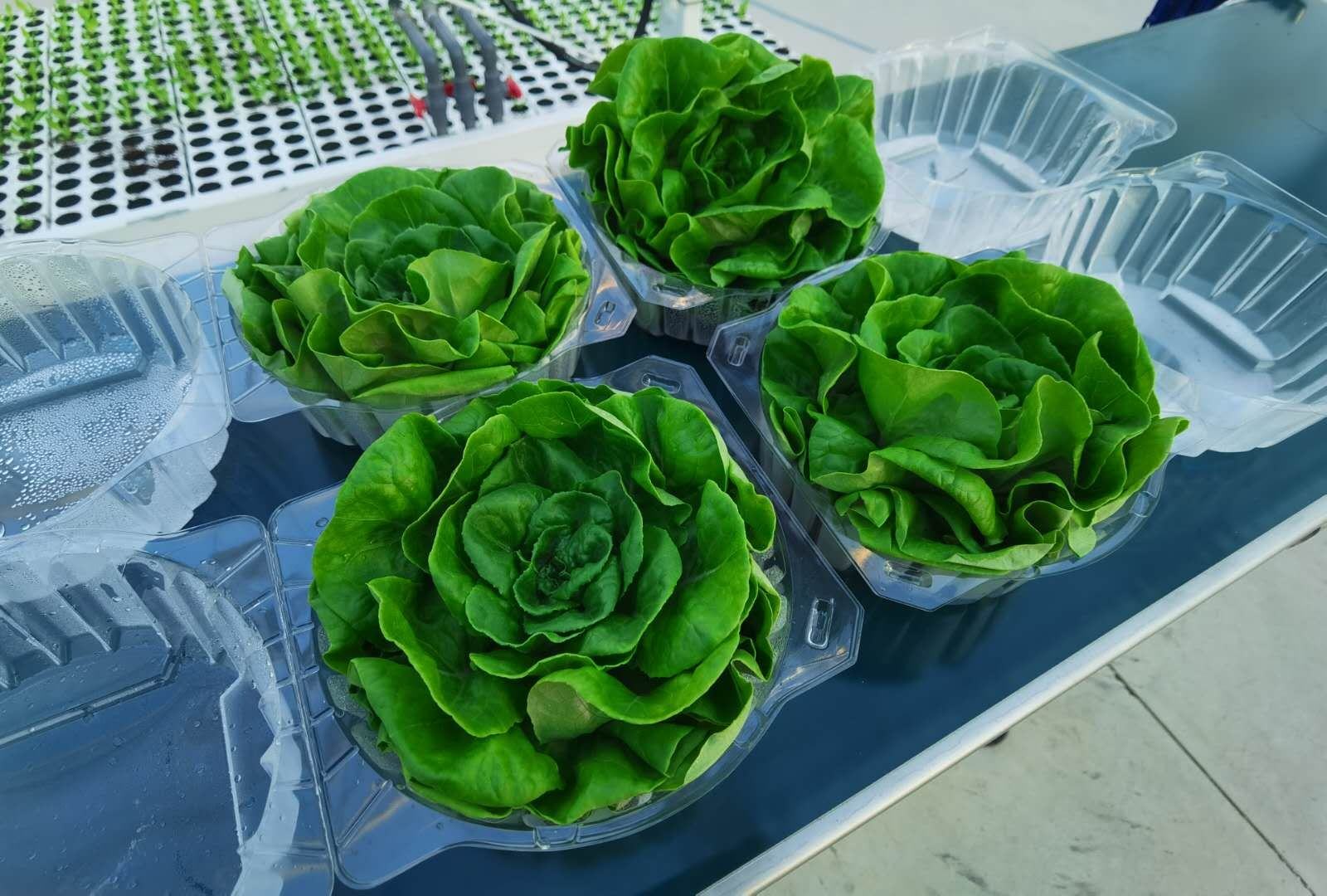 凉拌生菜成品图