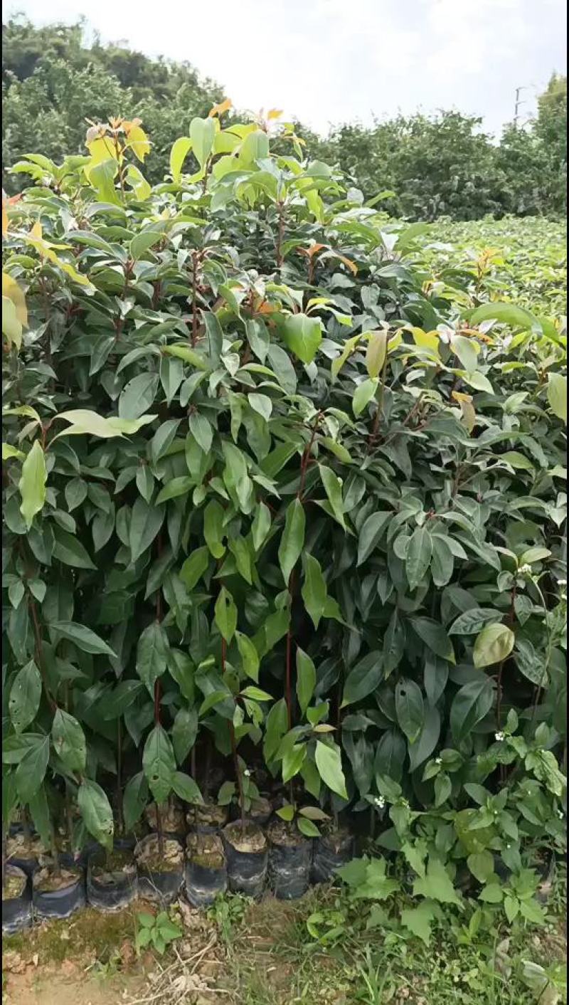 40～80公分起香樟杯苗