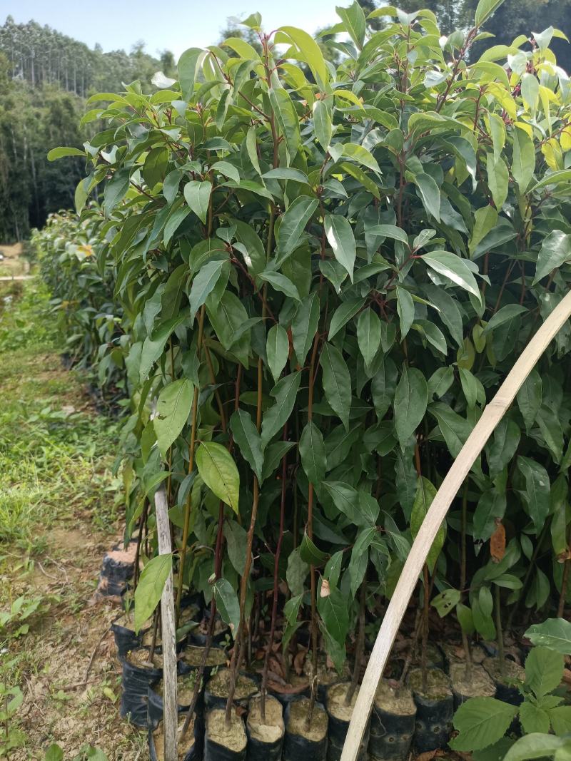 40～80公分起香樟杯苗