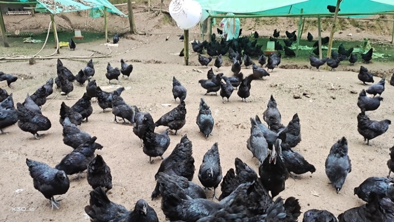 黑皮乌鸡五黑母公鸡树林散养土鸡纯玉米喂养乌鸡正宗放养鸡