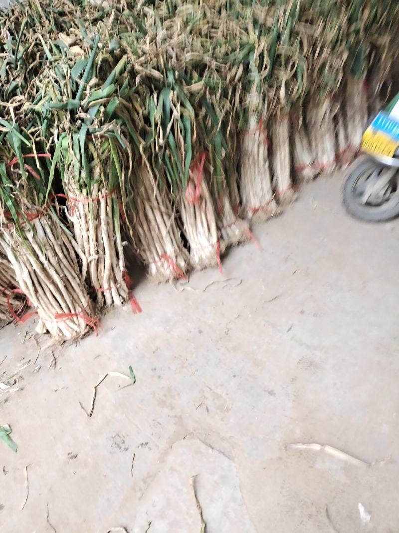 陕西，本地，长白大葱，葱杆子长，葱白亮！