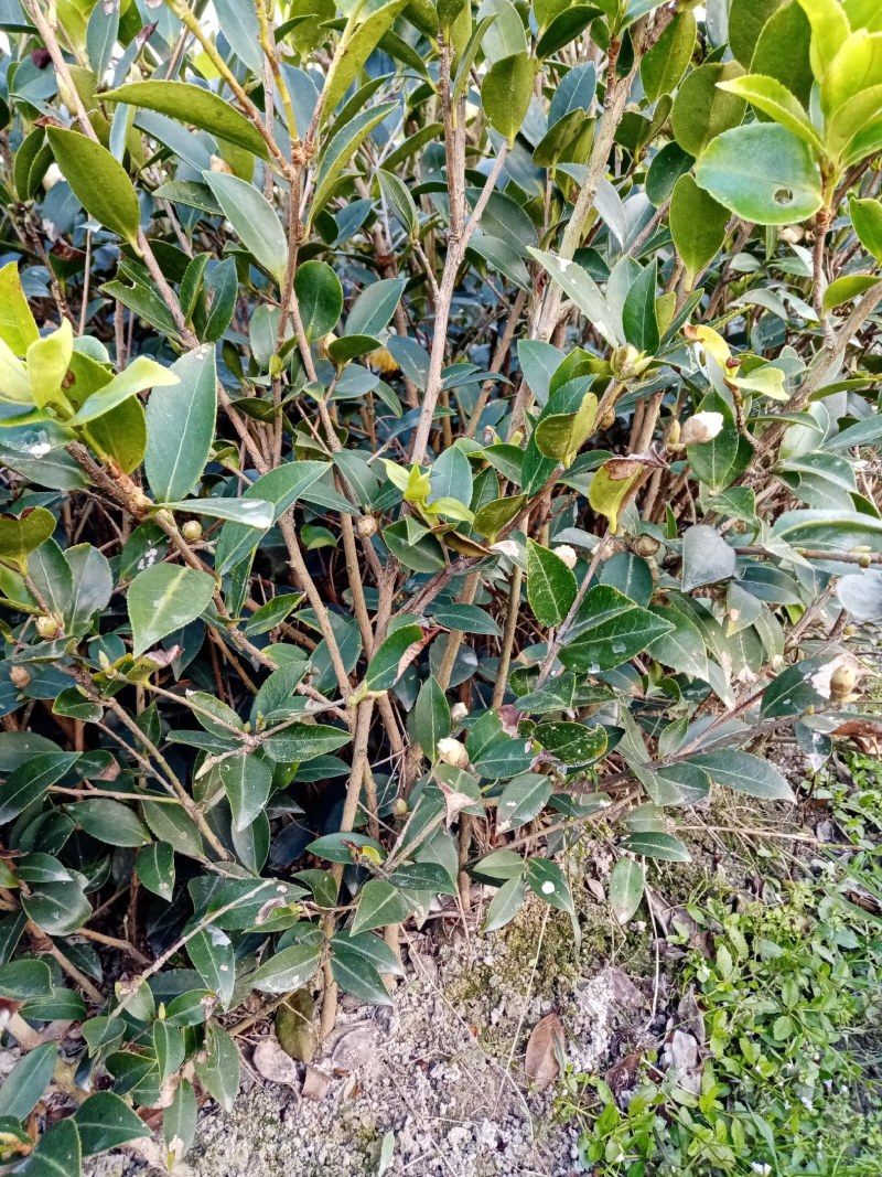 湘林系列，裸根苗，杯苗，一年生，二年生，三年生。
