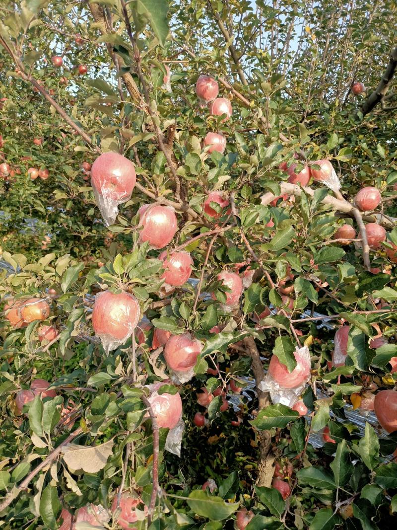 精品苹果山西运城富士苹果【膜袋苹果红富士苹果】水果批发
