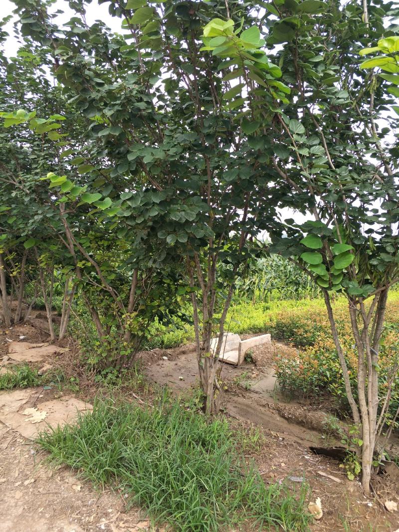 精品红花紫荆、产地农户直销，无中间商赚差价。