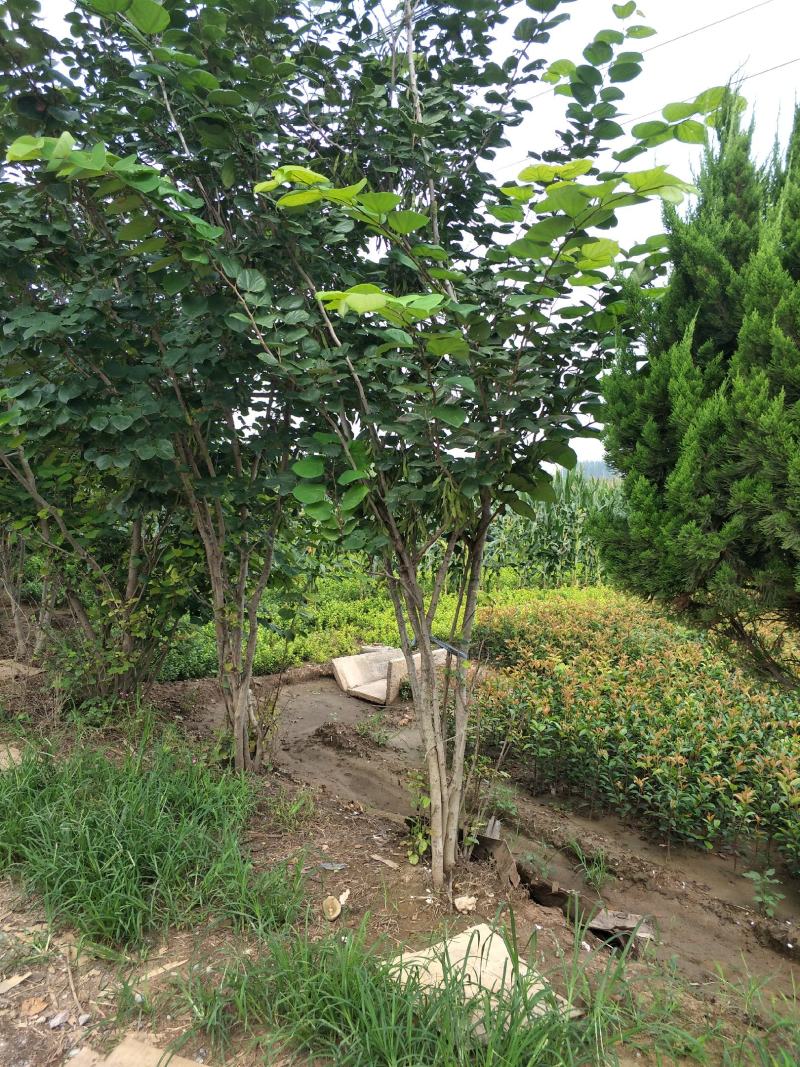 精品红花紫荆、产地农户直销，无中间商赚差价。