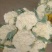白面青梗松花菜2~3斤散花乳白，基地直接发货