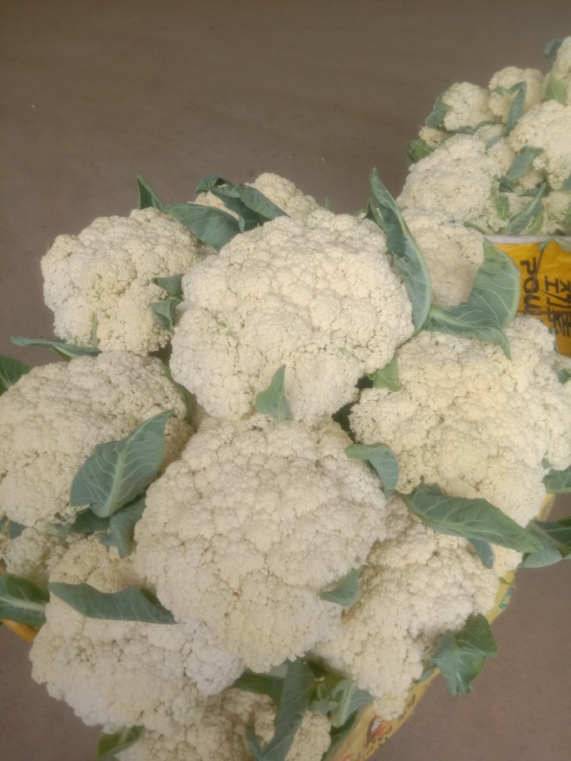 白面青梗松花菜2~3斤散花乳白，基地直接发货