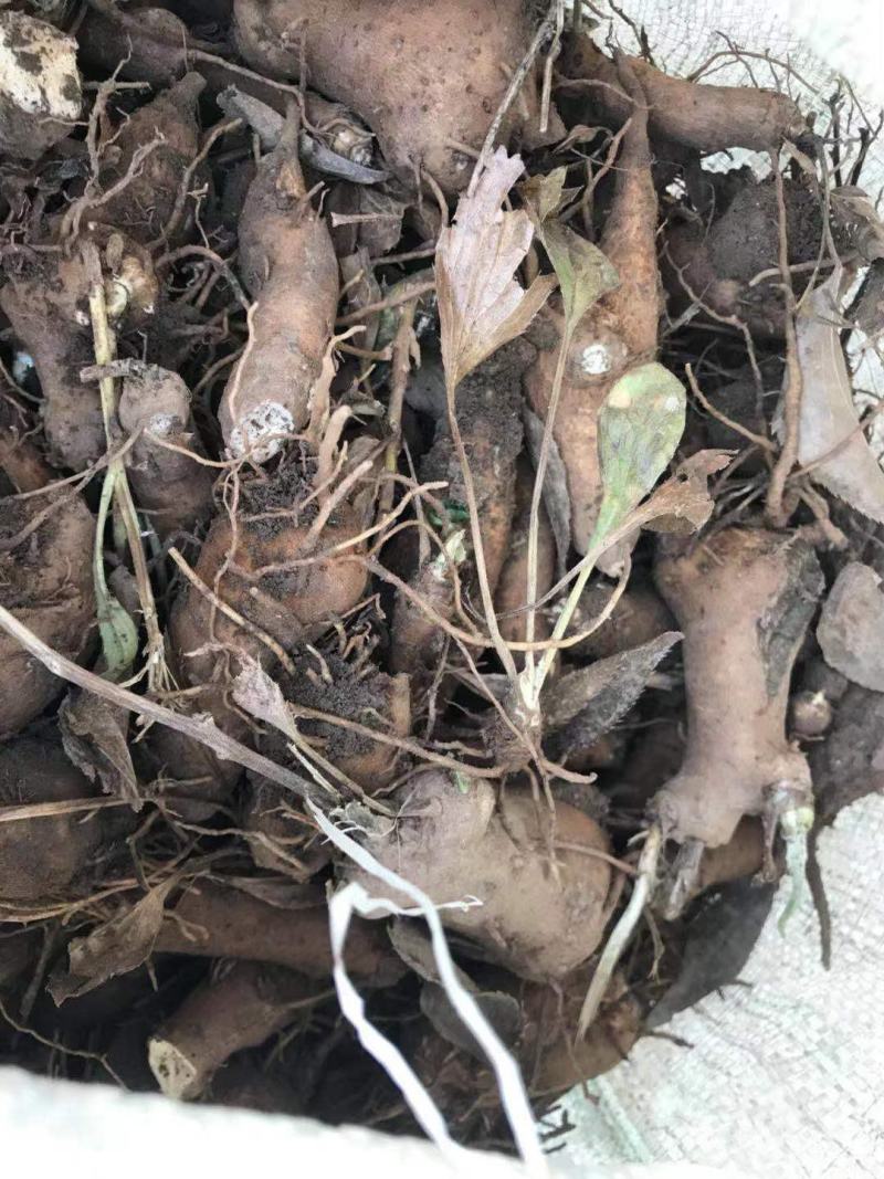 山东淄博优质白术芽子销售欢迎各界采购质优价廉
