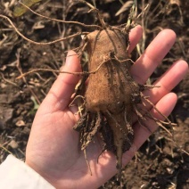山东淄博优质白术芽子销售欢迎各界采购质优价廉