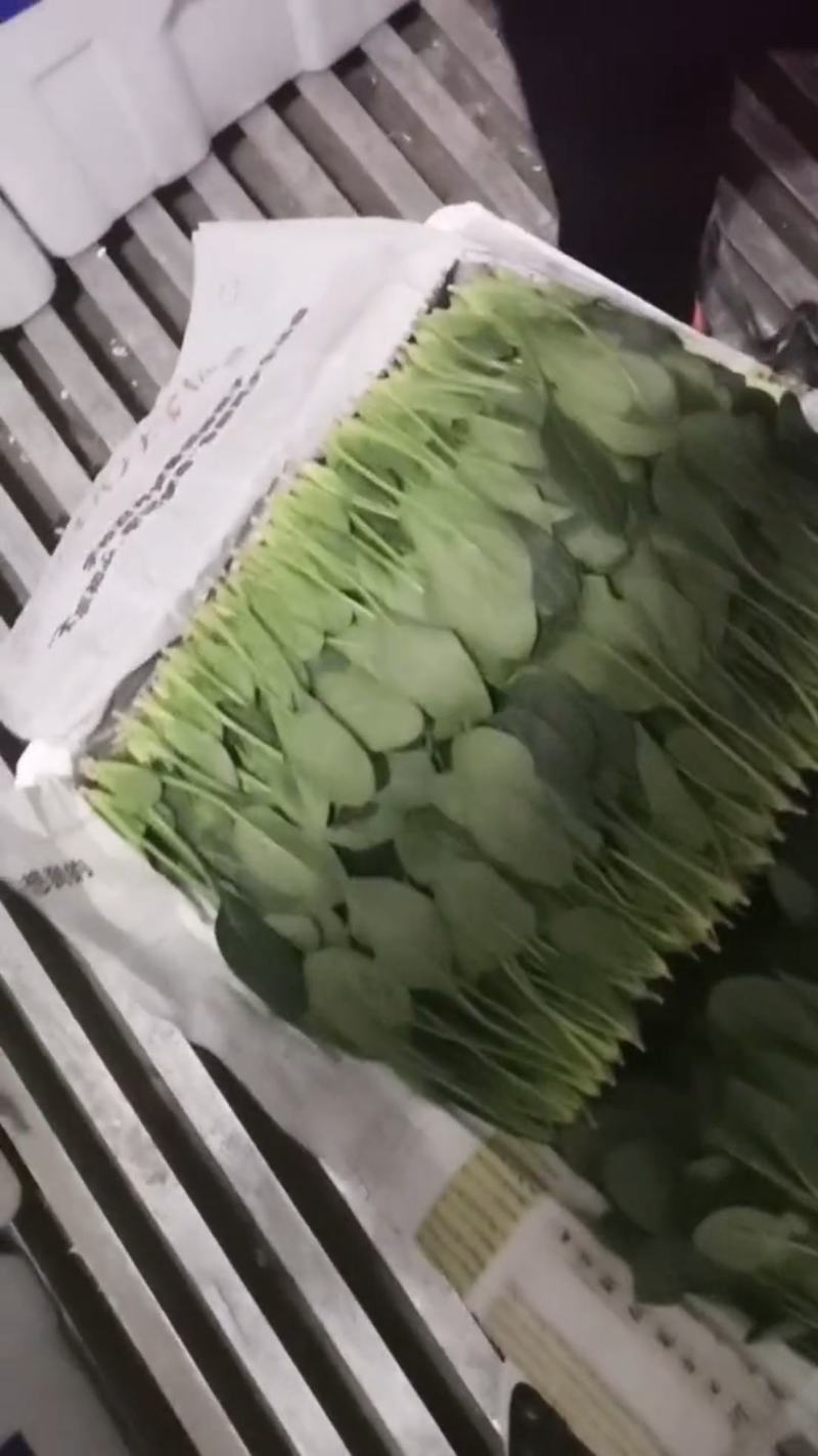 精品大叶菠菜一级货源山东菠菜大叶菠菜