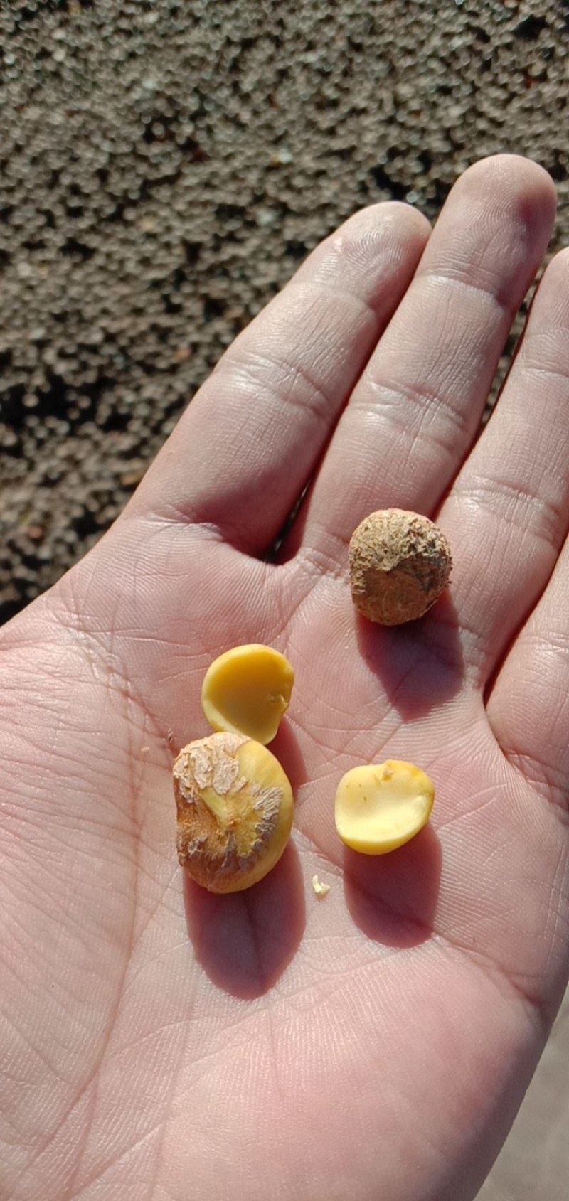 普洱茶叶籽茶叶籽仁育苗播种榨油高茶多酚高产量