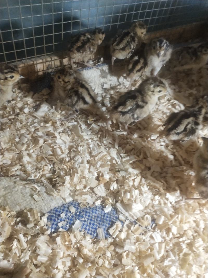 山鸡苗优质山鸡苗出壳苗优质种苗质量保证