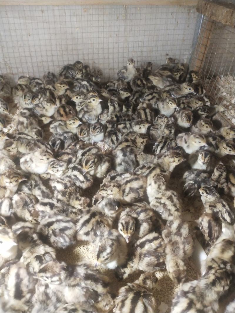 山鸡苗优质山鸡苗出壳苗优质种苗质量保证