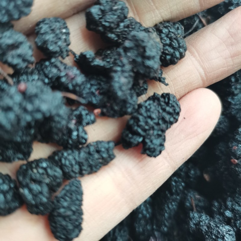 桑葚子选货食用大桑椹好货产地直销泡茶泡酒药用