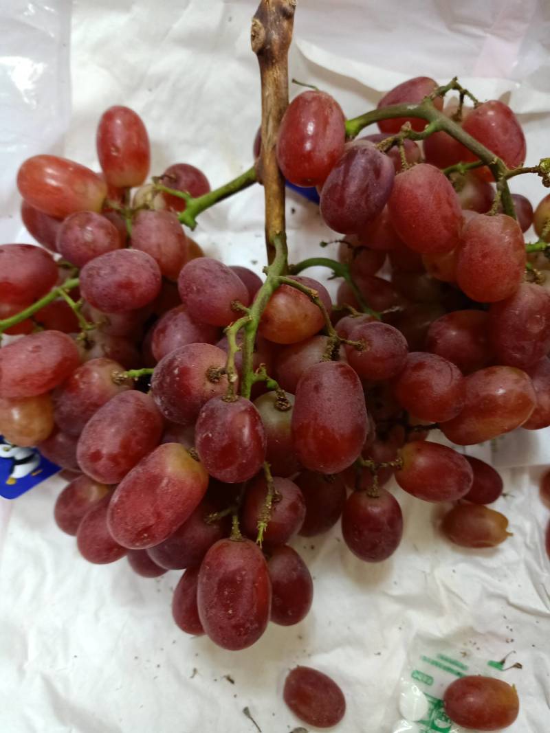 葡萄苗，阳光玫瑰葡萄苗，夏黑，3309...5BB砧木的