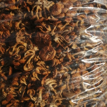 小朵华子蘑，颜色质量非常好