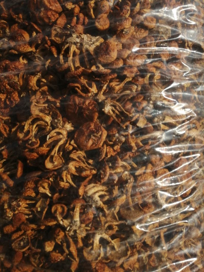 小朵华子蘑，颜色质量非常好