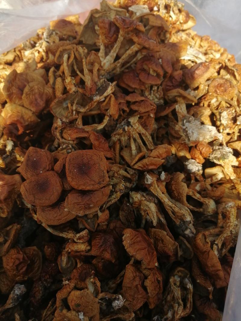 小朵华子蘑，颜色质量非常好