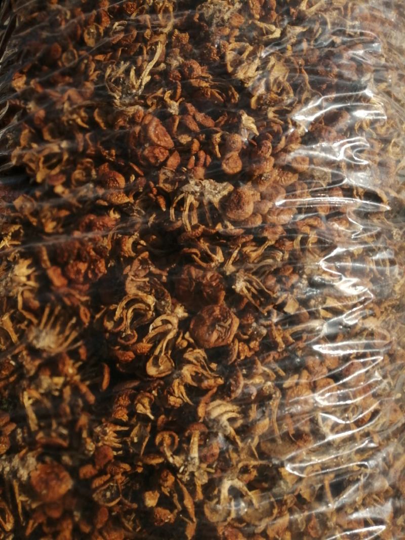小朵华子蘑，颜色质量非常好