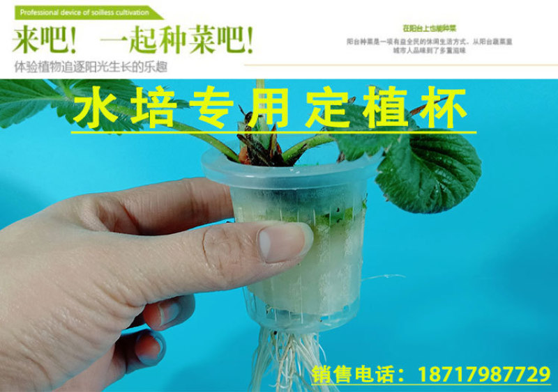 水培植物定植篮无土栽培蔬菜定植杯