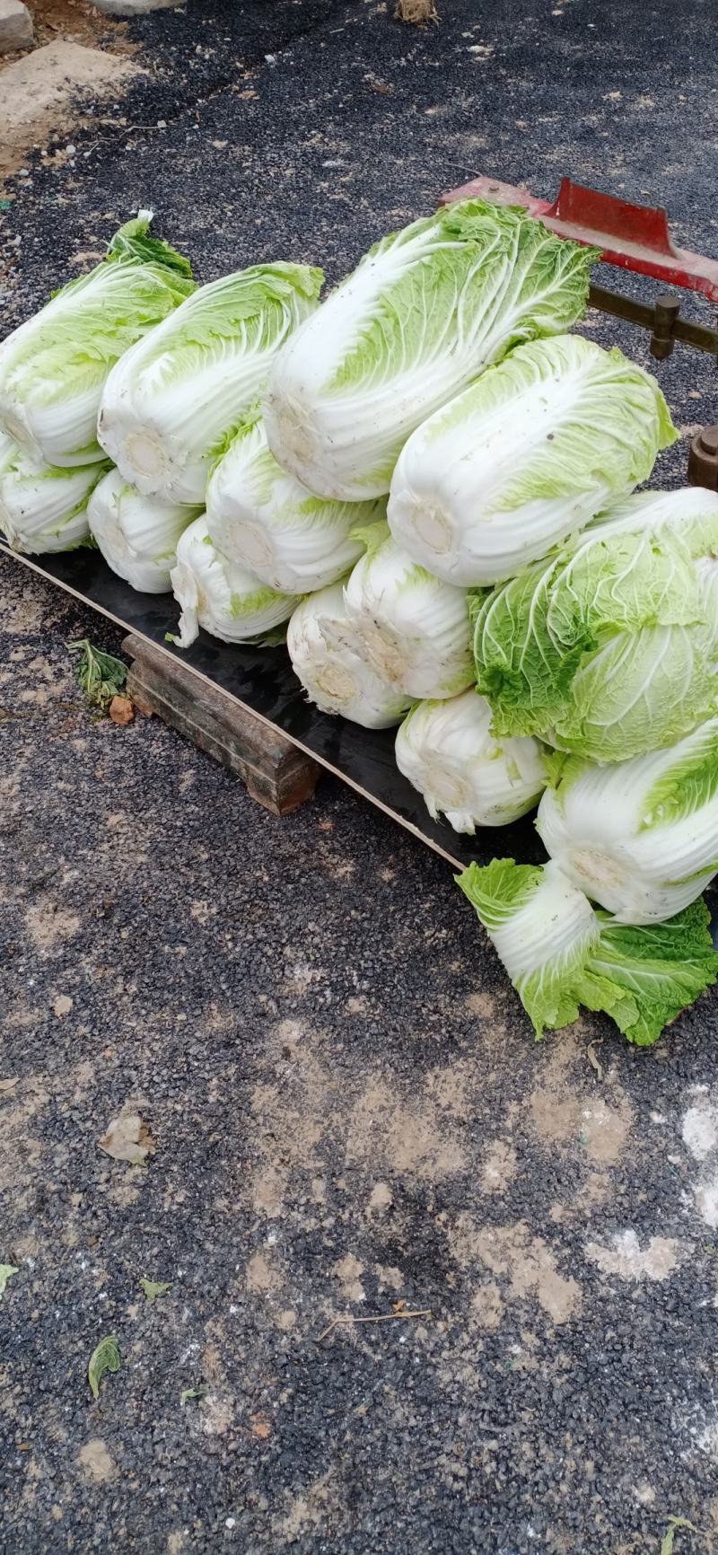 白菜，义和秋，北京三号大量上市