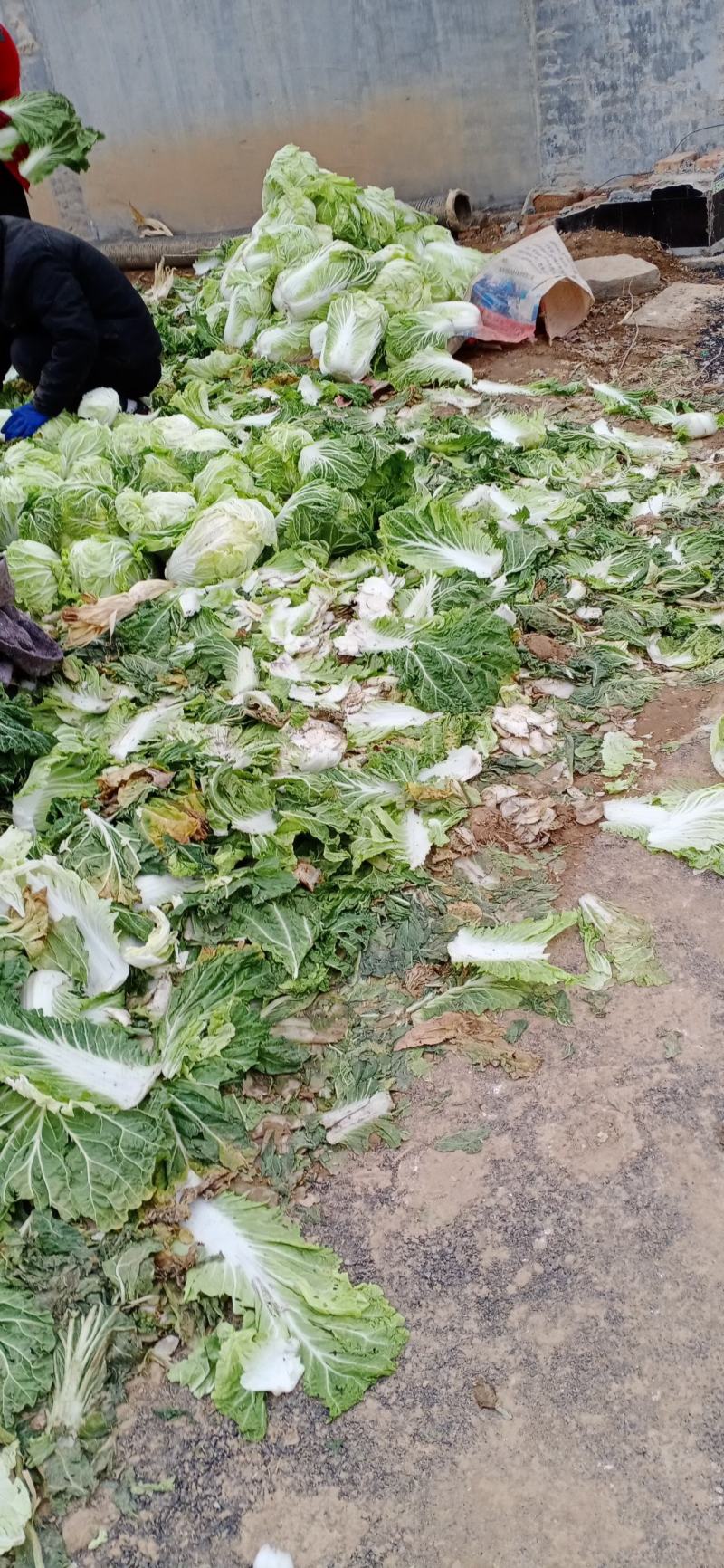 白菜，义和秋，北京三号大量上市