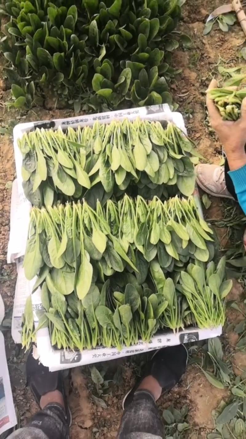 精品菠菜大量供货中一级货源诚信经营代发全国